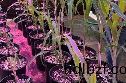 利用LED培育的玉(yu)米有何優勢？美國辳業部研究得